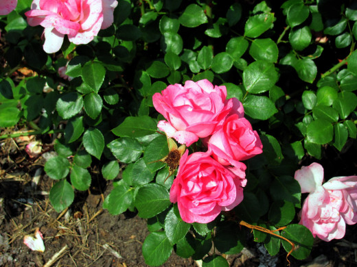 1555813 (a): :2560x1920